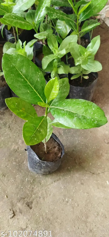 గోవర్ధన్ బిగ్ ఫ్లవర్