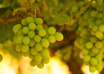 Green Grapes