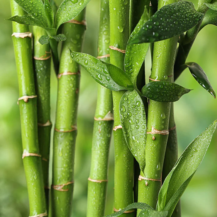 Green Bamboo