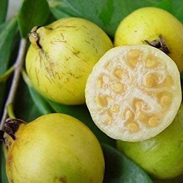 Strawberry Guava Yellow