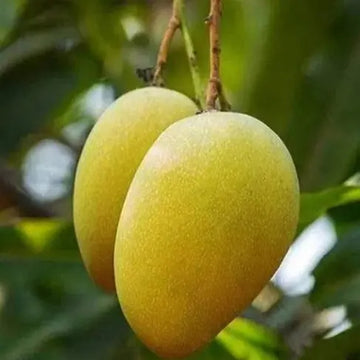Harivanga Mango ( Grafted )