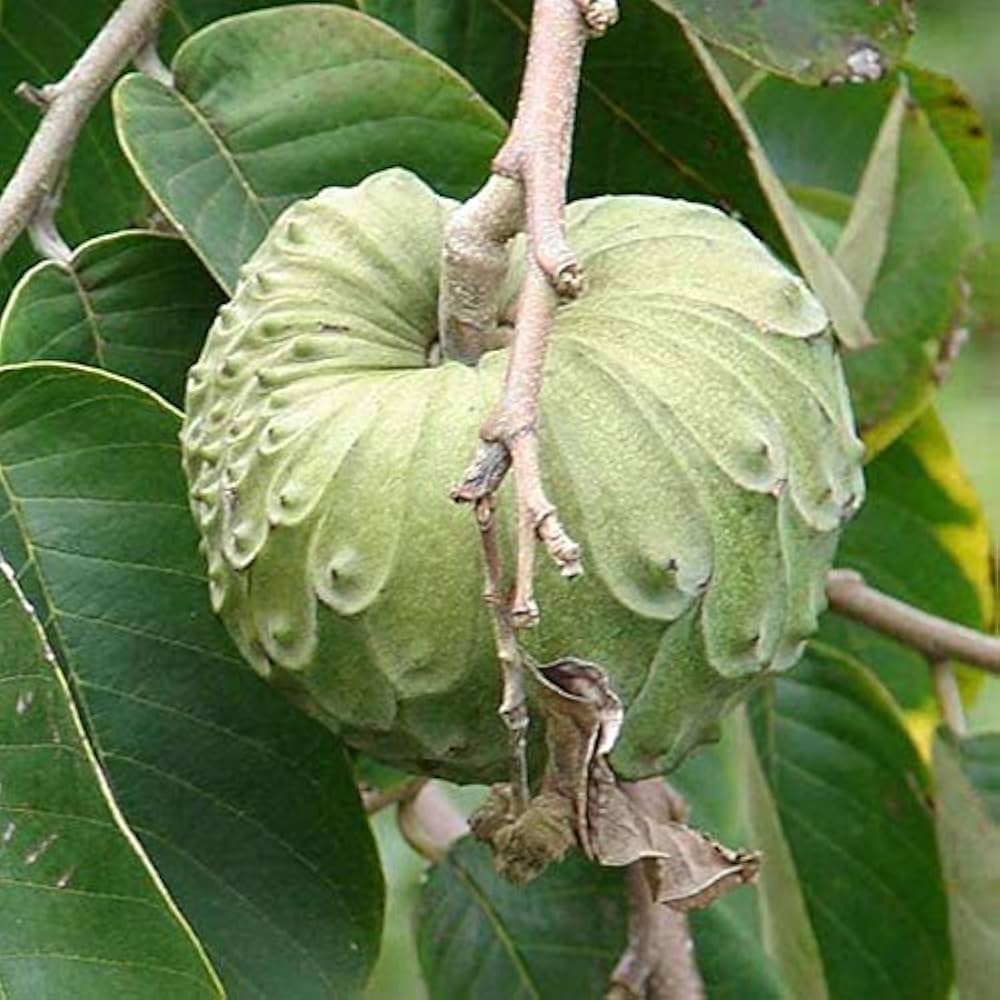 Hanuman Phal ( Grafted )