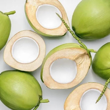 Ice Cream Dwarf Coconut