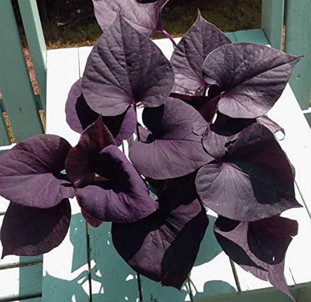 Ipomoea Black