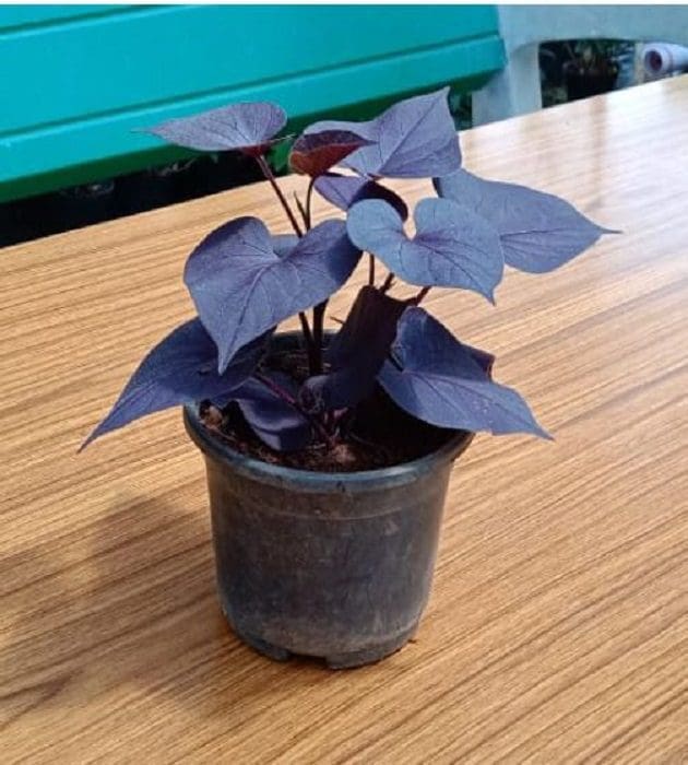Ipomoea Black