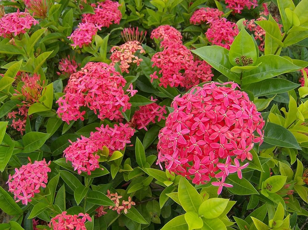 Thai ixora