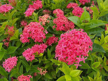 Thai ixora