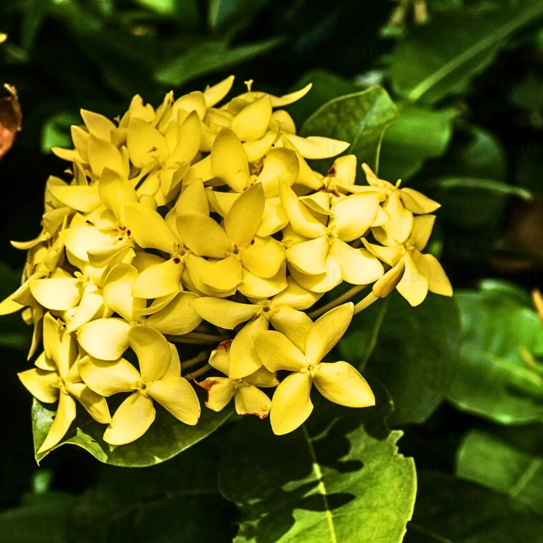 Thai ixora