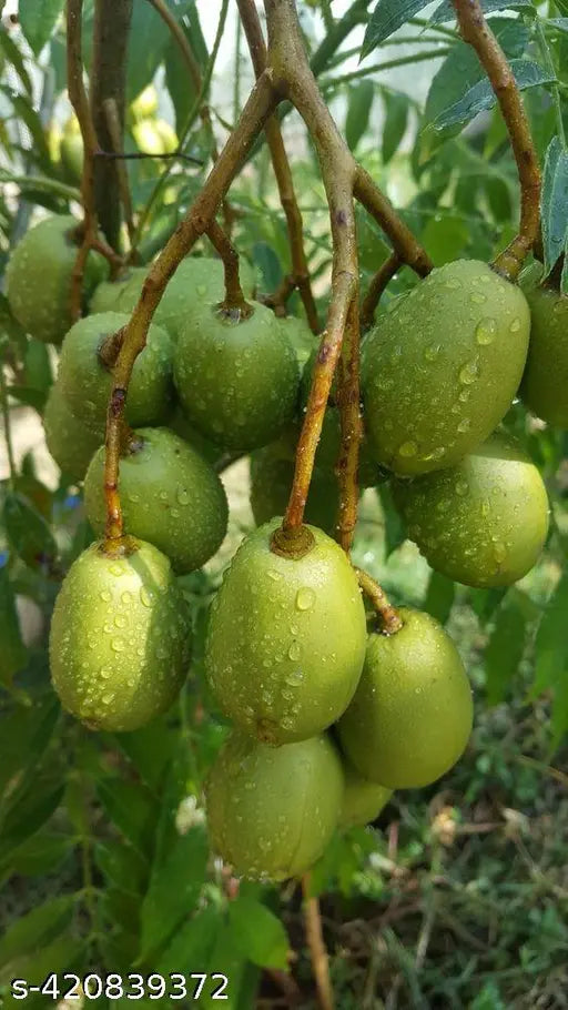 Jalpai Fruit