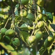 Jalpai Fruit