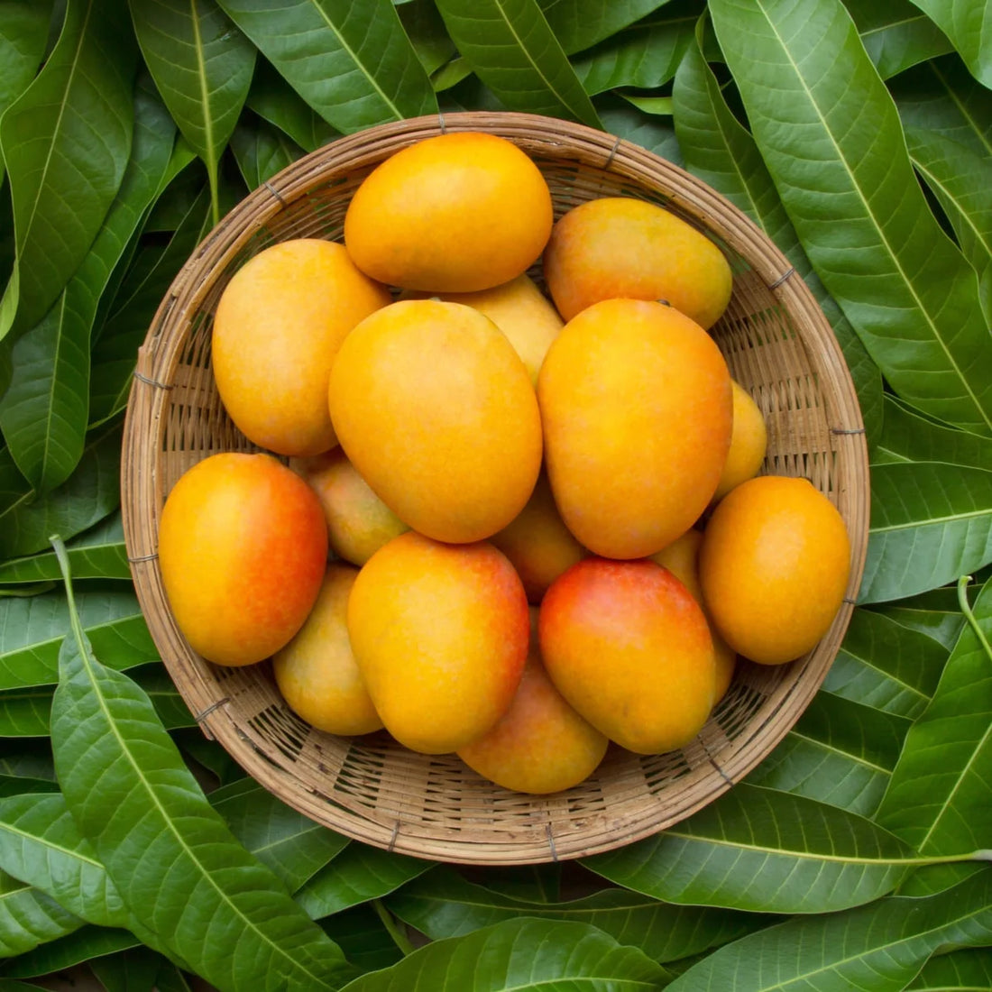 బంగినపల్లి మామిడి (అంటుకట్టిన)