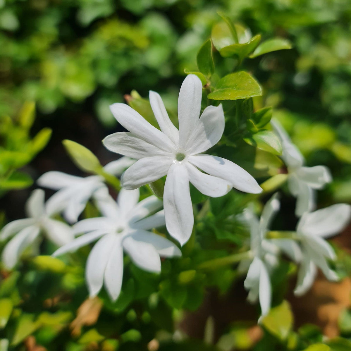 Kagada mini – Ashok Chakra Nursery