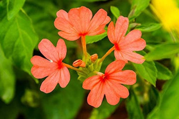 కనకాంబరం 