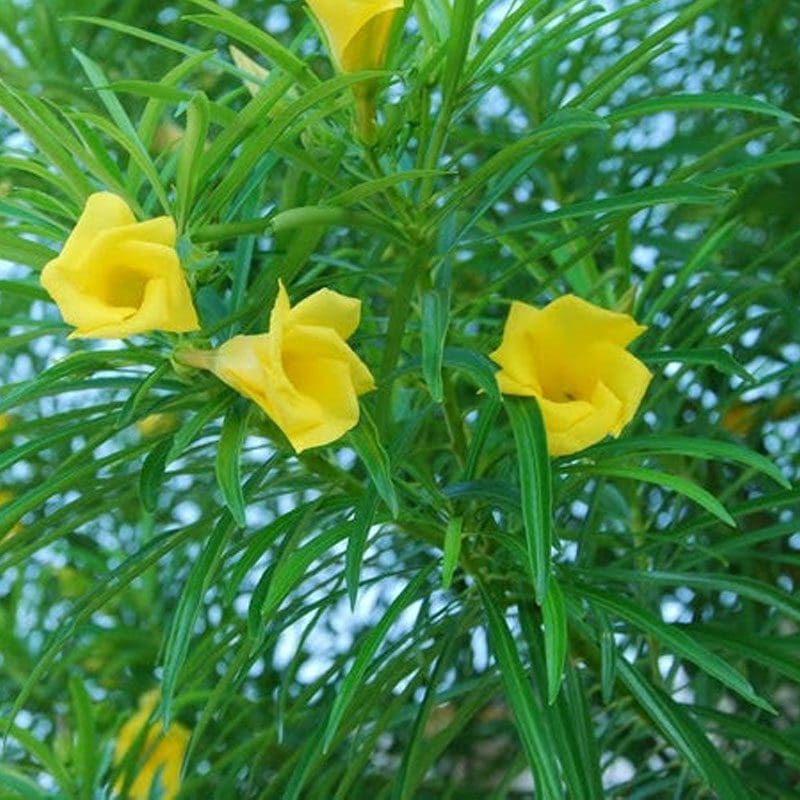 Karveru