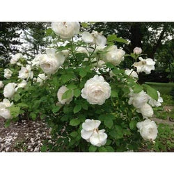 Kasmire Rose Red , White