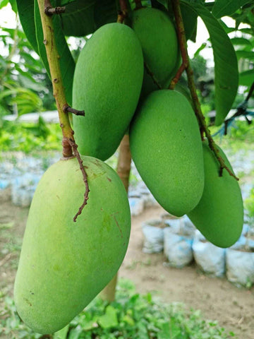 కాటిమోన్ మామిడి (అంటుకట్టిన) 