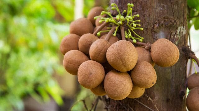 కెపెల్ / పెర్ఫ్యూమ్ ఫ్రూట్