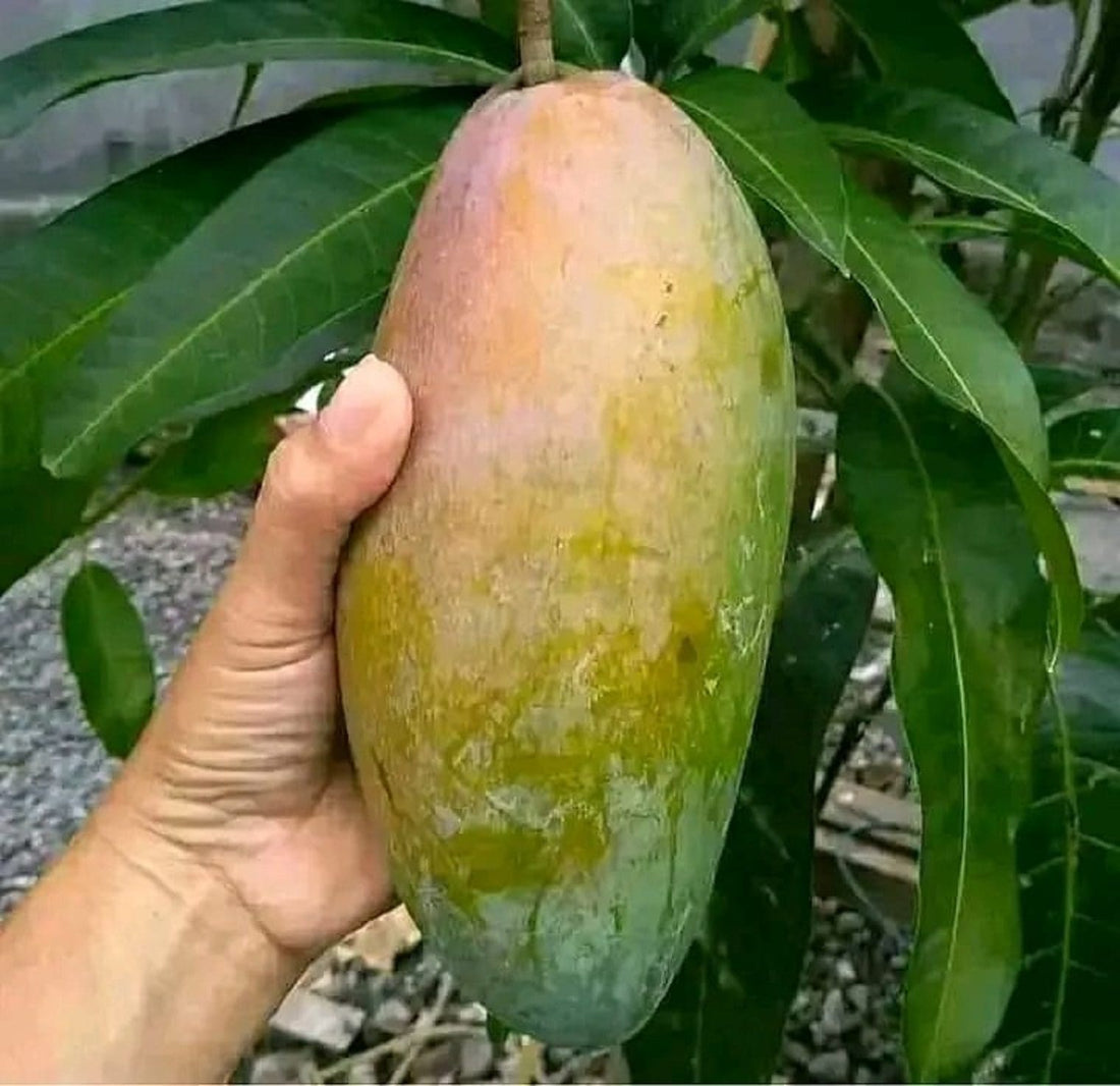 Kiojay Mango ( Grafted )