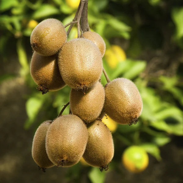 Kiwi Fruit ( Grafted )