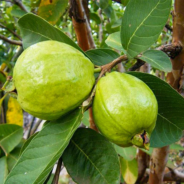 Mini Guva L- 49 Guava – Ashok Chakra Nursery