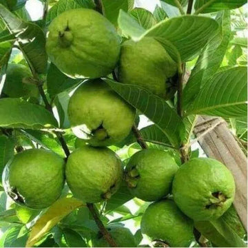 L- 49 Guava