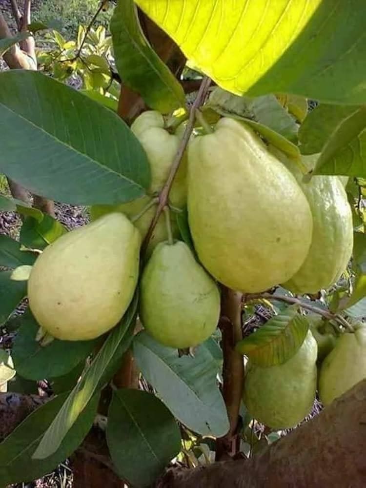 Guava Raitha Lalitha Guava – Ashok Chakra Nursery