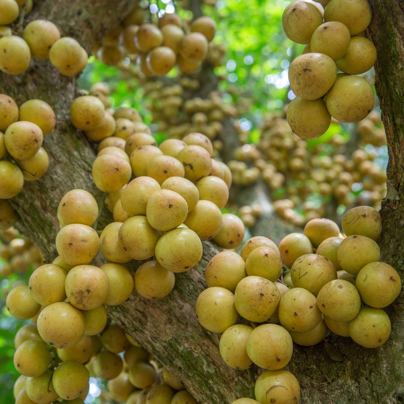 Latkan Fruit