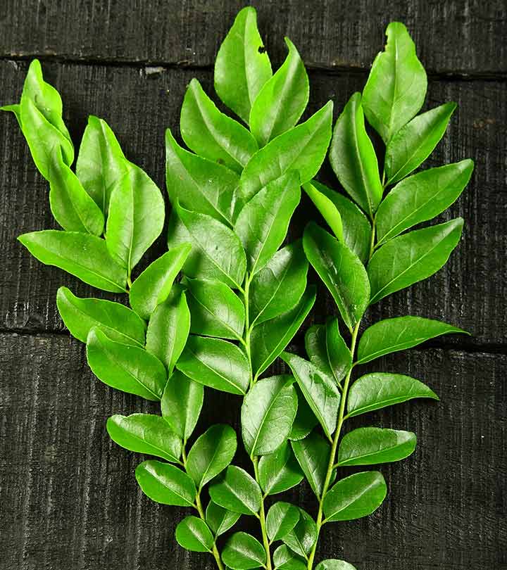 Curry Leaf Mini