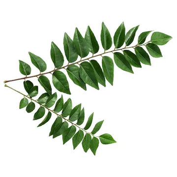 Curry Leaf Mini