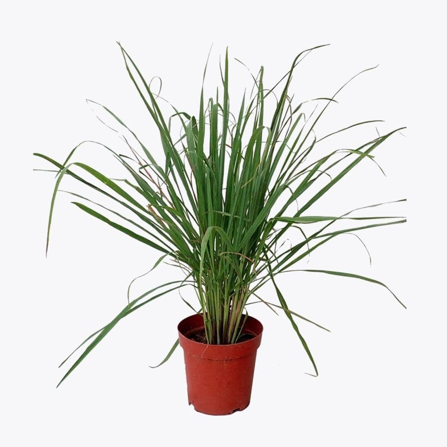 Lemon Grass