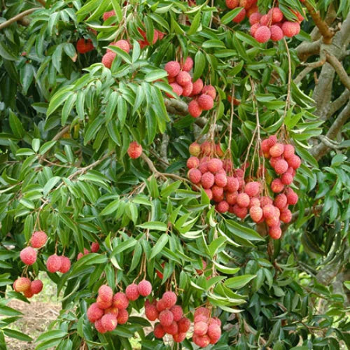లిచీ (మొలకల)