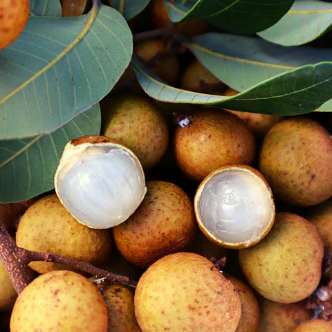 Longan Brown ( Seedling )