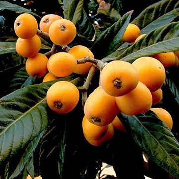 Loquat Fruit ( Air Layer )