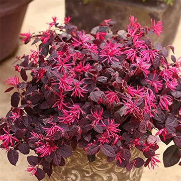 Loropetalum