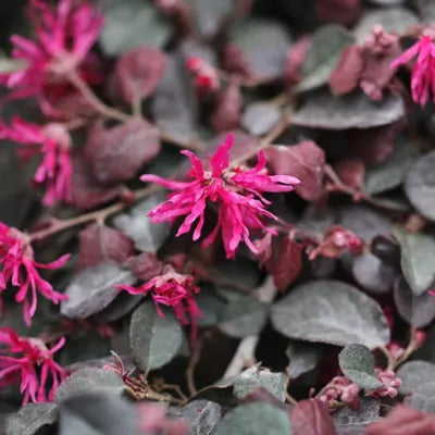 Loropetalum