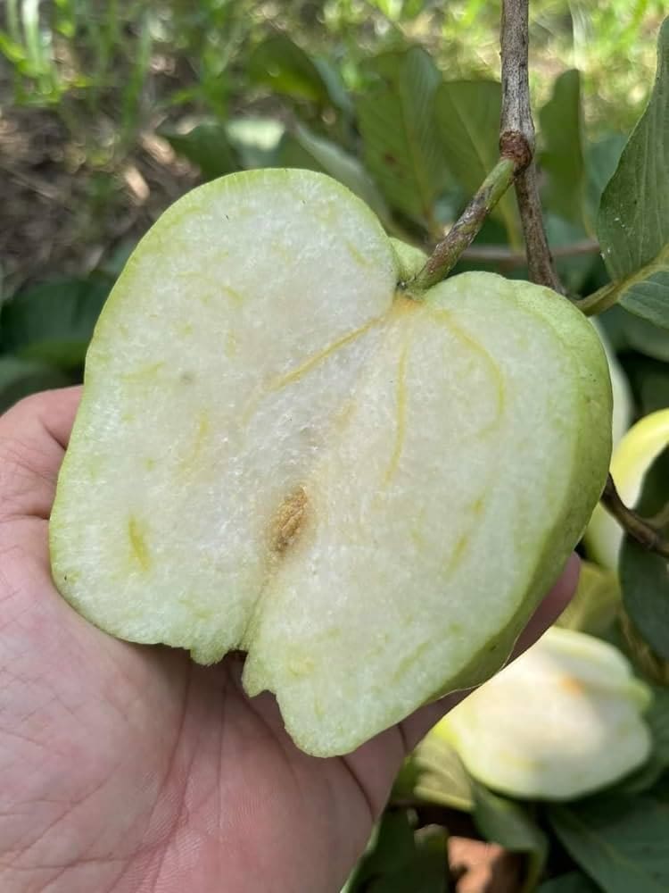 Low Seed Guava