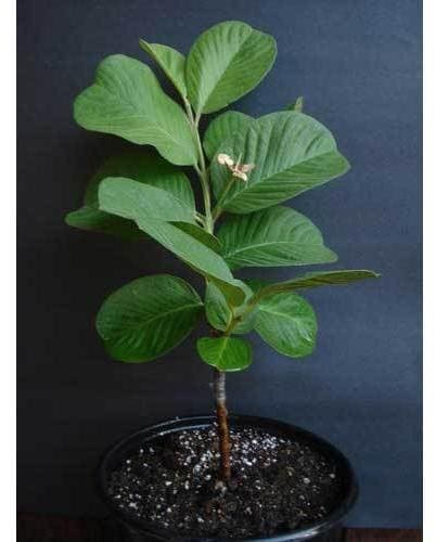Low Seed Guava
