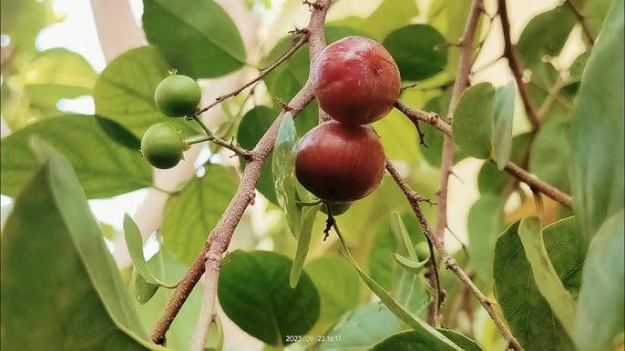 Luvika Cherry ( Seedling )