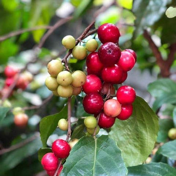 Luvika Cherry ( Seedling )