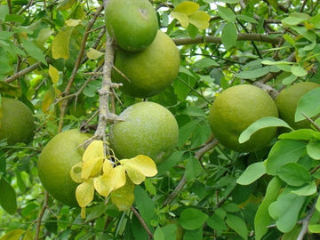 Maaredu ( Seedling )
