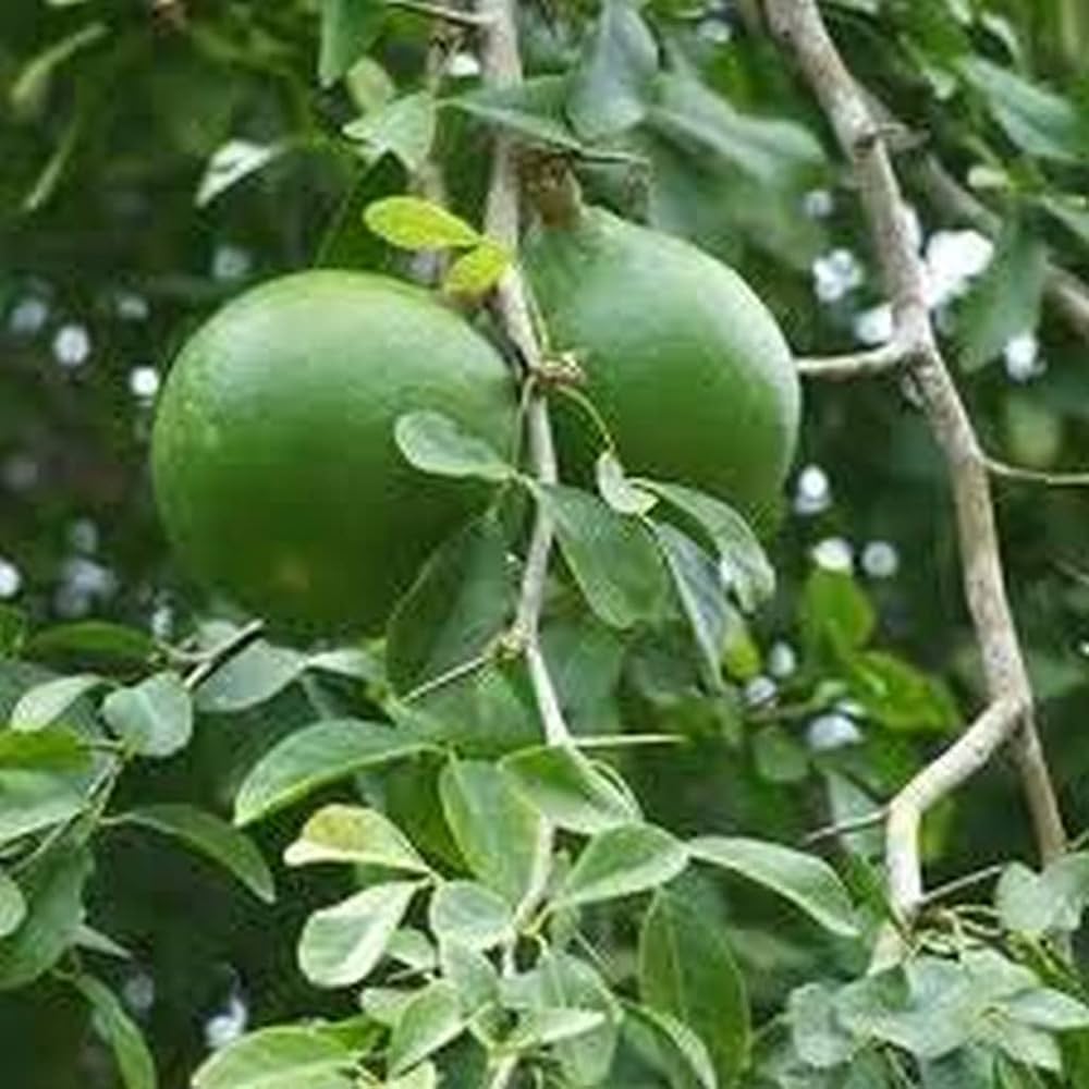 Maaredu ( Seedling )