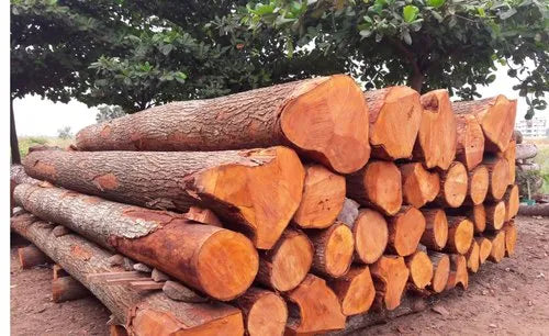 Mahagani Wood