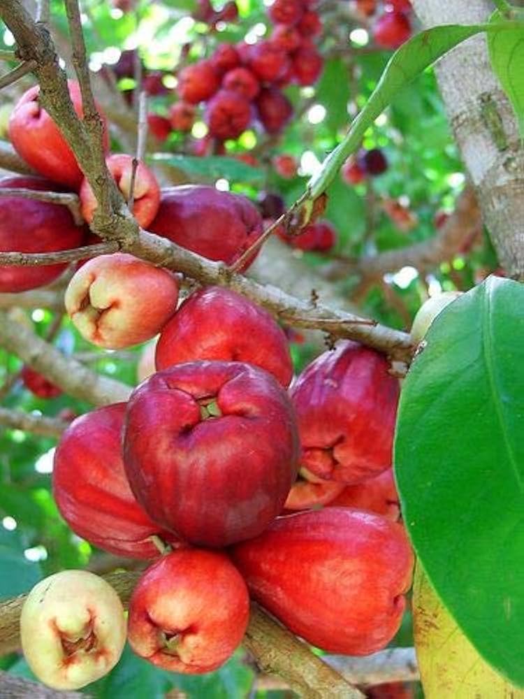 Malayalam Apple