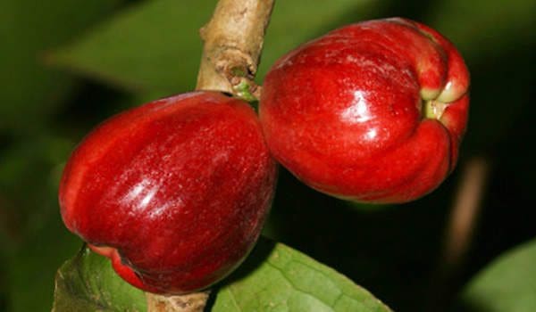 Malayalam Apple