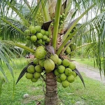 మలేషియన్ డ్వార్ఫ్ కొబ్బరి