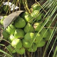 మలేషియన్ డ్వార్ఫ్ కొబ్బరి