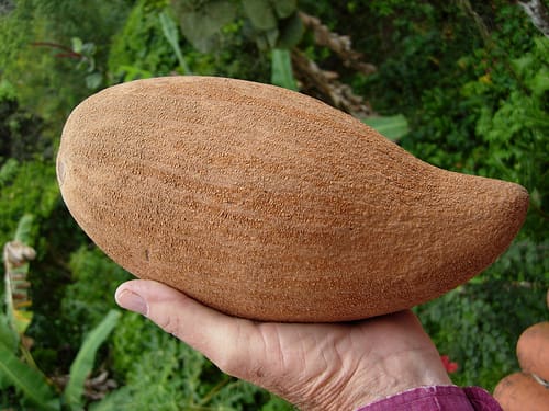 Mamey Sapota ( Seedling )