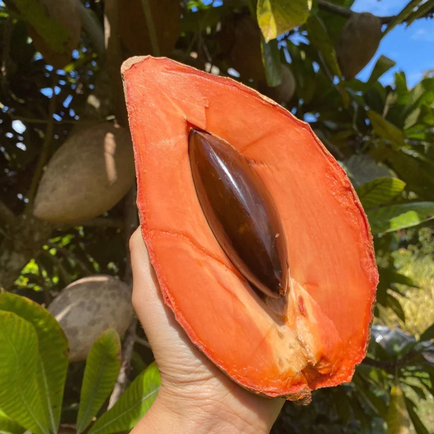 Mamey Sapota ( Seedling )