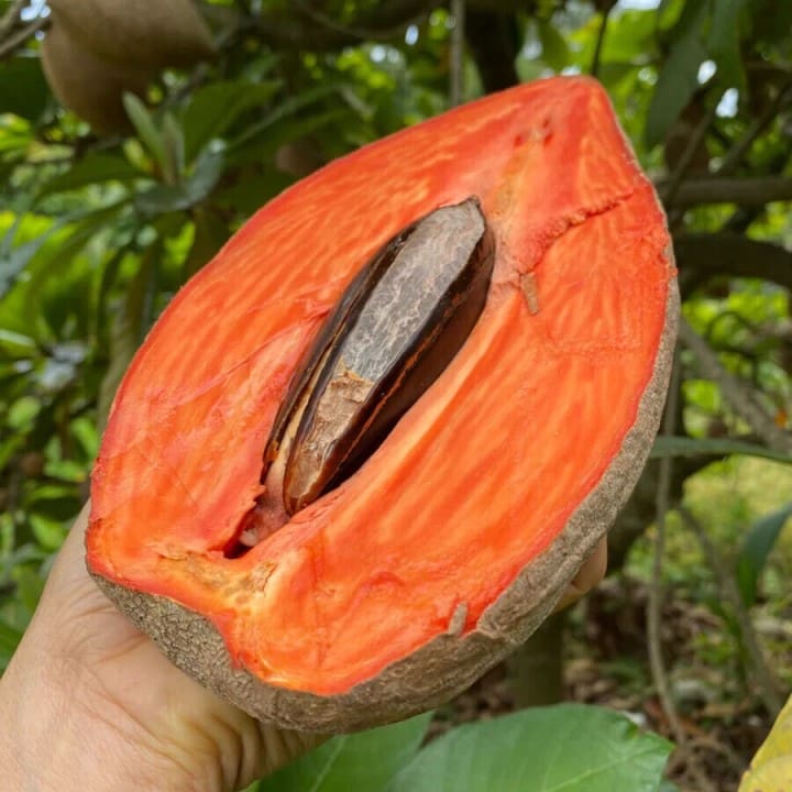 Mamey Sapota ( Seedling )