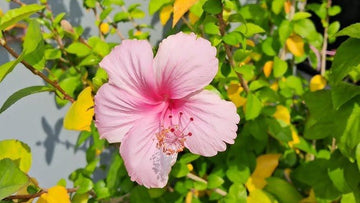 Mandharam ( Naatu )